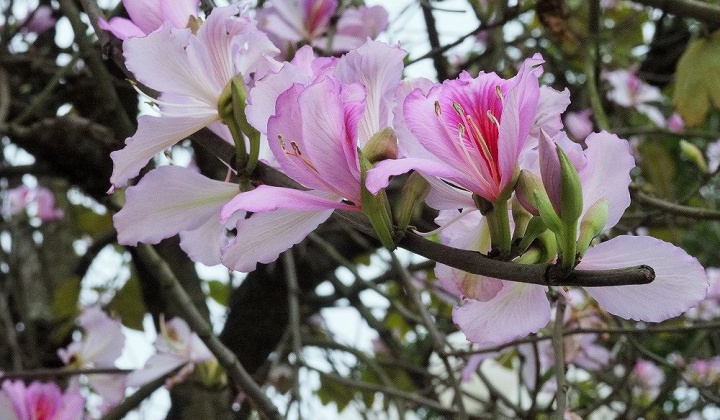 Chuyện tình nàng Ban