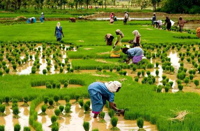 Ấn Độ kỳ vọng xuất khẩu gạo sẽ tăng lên trong thời gian tới