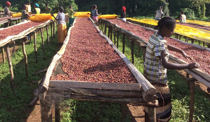 TT nông sản thế giới 27/2/2020: cà phê tăng phiên thứ 2 liên tiếp
