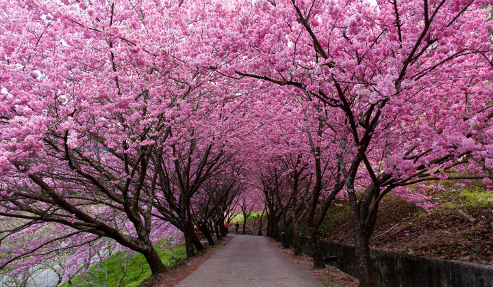 Lưu dấu thanh xuân với 4 trải nghiệm du xuân đáng nhớ tại Đài Loan