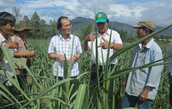 Thủ tướng đưa 9 giải pháp hỗ trợ cho ngành mía đường thực hiện cam kết Atiga