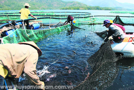 Thực trạng và giải pháp phát triển nuôi cá lồng trên địa bàn tỉnh Phú Thọ