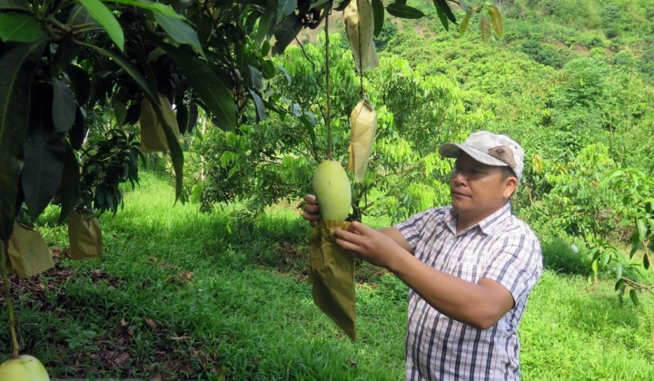 Xây dựng vùng sản xuất nông nghiệp chủ lực quốc gia, đặc sản địa phương