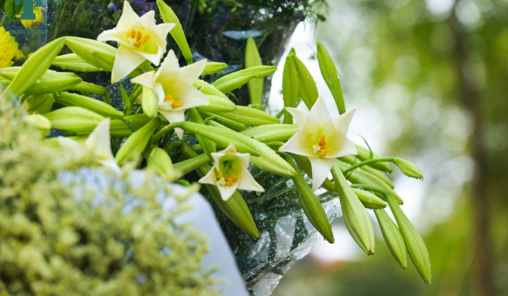 Câu chuyện cuối tuần: Mùa Loa kèn của Bố