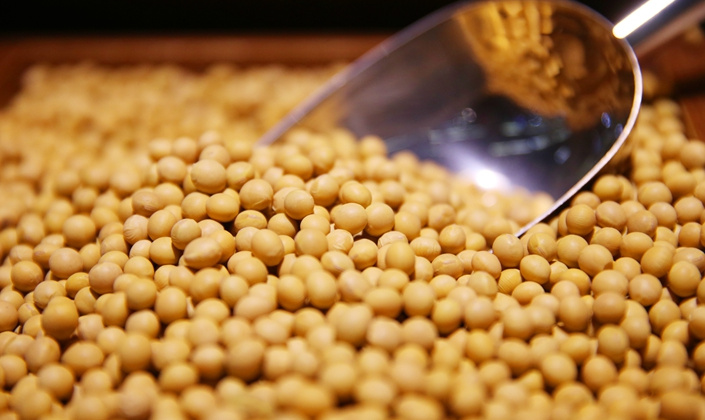 Giá đậu tương tăng khi Trung Quốc đẩy mạnh nhập khẩu