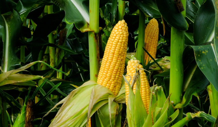 Diễn biến giá nông sản thế giới ngày 27/3