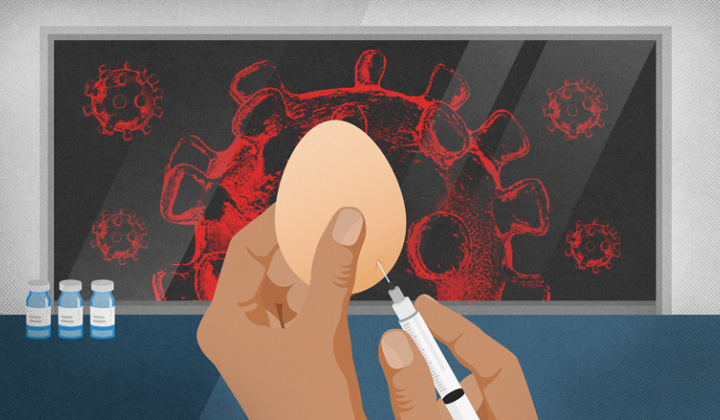 Mỹ sử dụng trứng gà để sản xuất hàng triệu liều vắc-xin cúm nhưng không có tác dụng với covid-19