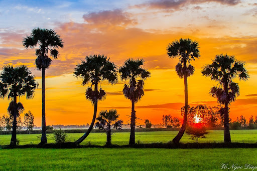 Khảo sát hoạt tính kháng oxi hóa của cao chiết methanol vỏ trái thốt nốt (Borassus flabellifer L.)