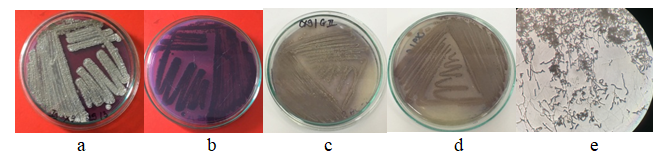 Phân lập và tuyển chọn xạ khuẩn ưa nhiệt có khả năng phân hủy lignin từ mẫu mùn thu nhận tại Nhà máy giấy Bãi Bằng