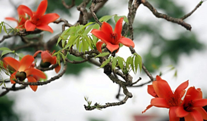 Thời tiết 9-3: Hà Nội nắng đẹp ngày đầu tuần