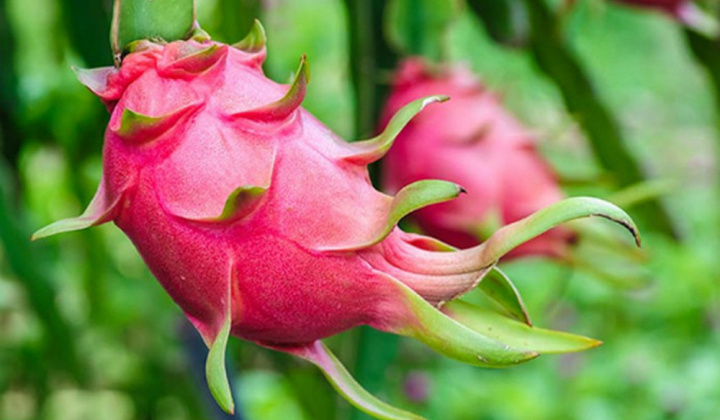 Thị trường Austalia đón nhận thanh long ruột đỏ của Việt Nam