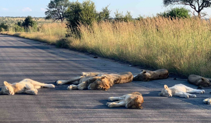 Sư tử hoang dã tận hưởng thế giới không có con người khi đại dịch Covid-19 bùng phát