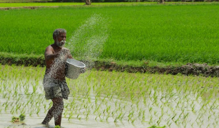 Ấn Độ bắt đầu ký mới lại các hợp đồng xuất khẩu gạo