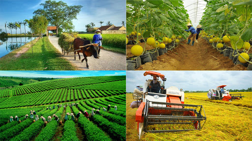 Factors impacting Vietnamese agricultural co-operatives’ performance: A Literature Review