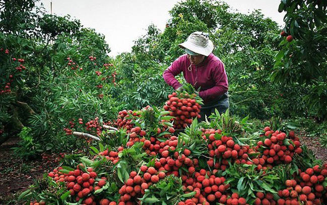 Bắc Giang: Đẩy mạnh xúc tiến thương mại cho vải thiều, ứng phó với dịch Covid -19
