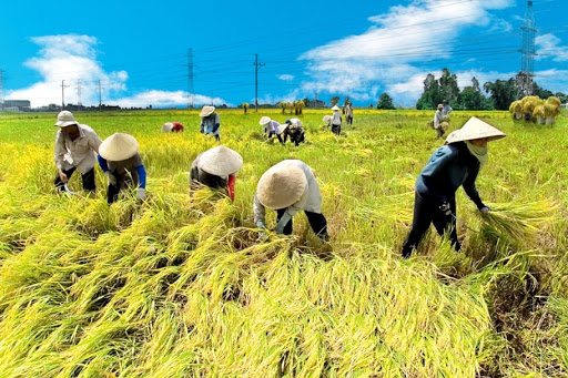 Lần đầu tiên công bố Sách trắng hợp tác xã Việt Nam 2020