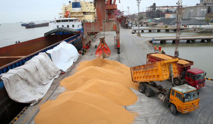 Giá đậu tương nhập khẩu tại Trung Quốc giảm xuống thấp kỷ lục
