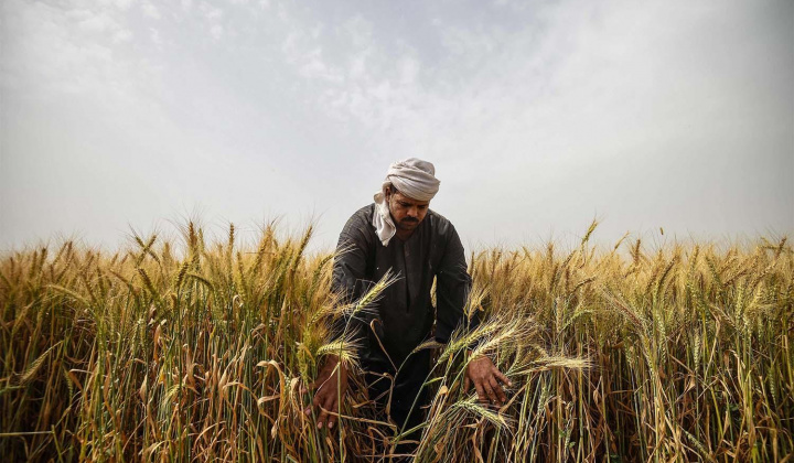 Diễn biến giá nông sản thế giới ngày 3/4