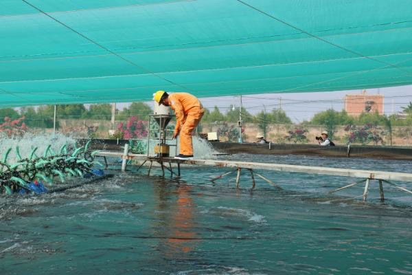 Ở “thủ phủ” nuôi tôm, điện luôn đi trước một bước