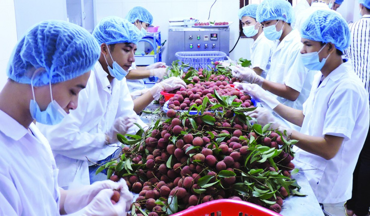 Hiệu quả công tác xúc tiến xuất khẩu các mặt hàng nông sản