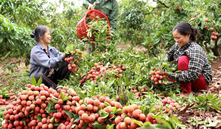 Việt Nam mở rộng xuất khẩu nông thủy sản, thực phẩm vào Singapore