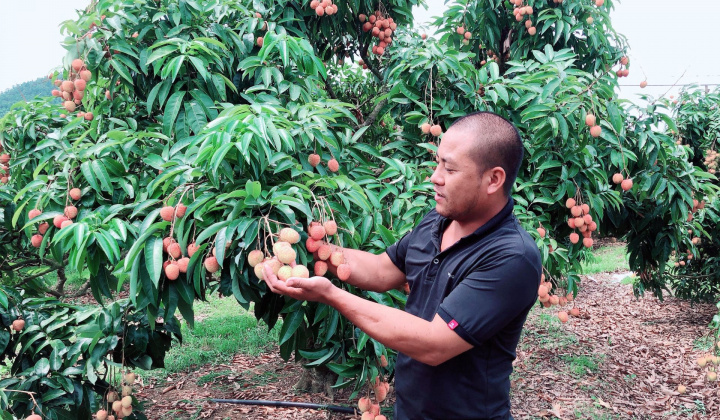 Hơn 300 thương nhân Trung Quốc  được phép nhập cảnh thu mua vải thiều
