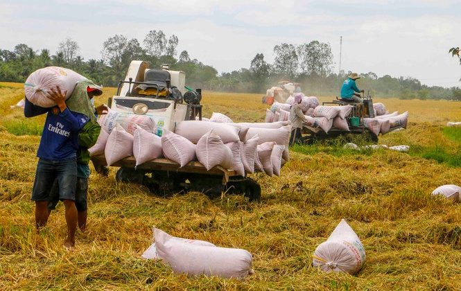 Giá lúa tại ĐBSCL tăng sau khi xuất khẩu gạo bình thường trở lại