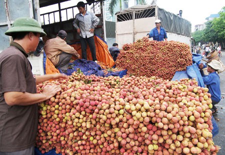 Vải tươi được "đặc cách" khi xuất qua cửa khẩu Lào Cai