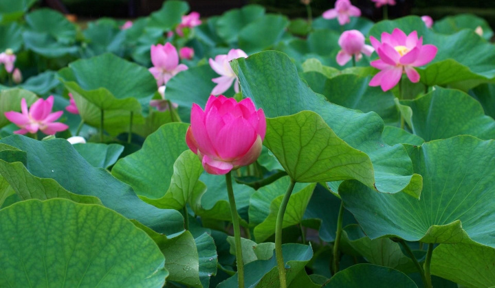 Thời tiết 18/6: Nắng nóng gia tăng trên diện rộng