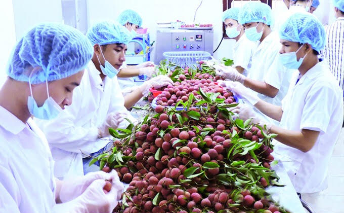 Hôm nay 1 tấn vải thiều Lục Ngạn sẽ lên máy bay sang Nhật Bản