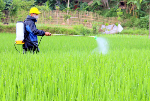 Lúa Phổ Yên tăng năng suất nhờ Phân bón Văn Điển