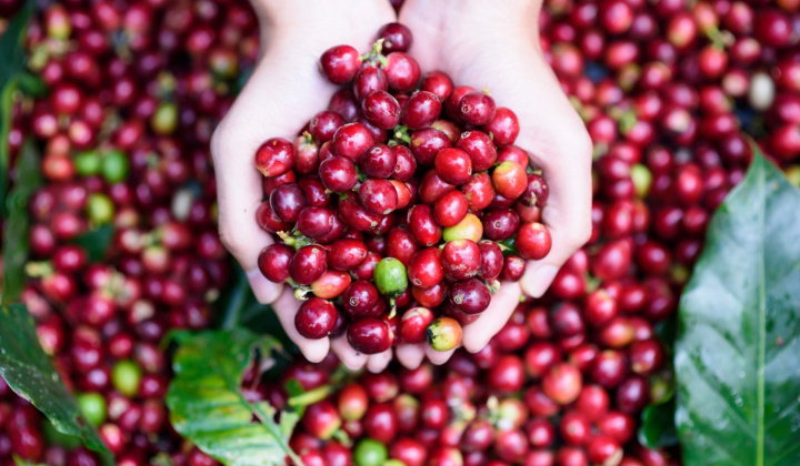 Cà phê Việt Nam có dư địa tăng xuất khẩu sang thị trường Bắc Phi