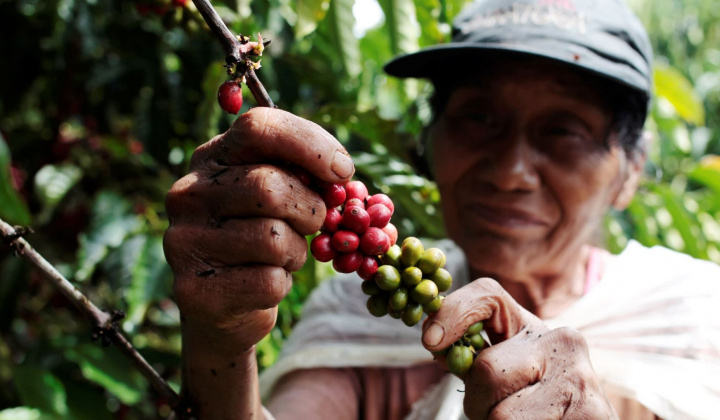 Giá cà phê Robusta Việt Nam ổn định bất chấp nguồn cung trên thị trường ở mức yếu