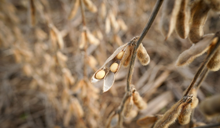 Đậu tương giảm giá nhẹ, dự báo sản lượng đậu tương toàn cầu sẽ tăng