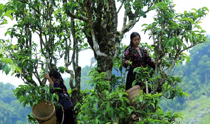 Điện Biên: Khai thác các thế mạnh để phát triển sản phẩm OCOP