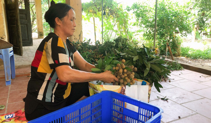 Hỗ trợ, tháo gỡ khó khăn cho trái nhãn trong mùa dịch Covid - 19