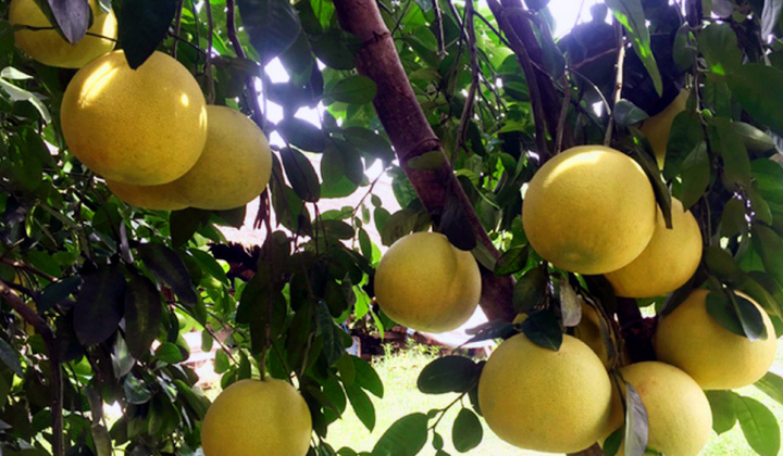 Cam, bưởi miền Trung năng suất tăng 1,8 lần nhờ Phân bón Văn Điển