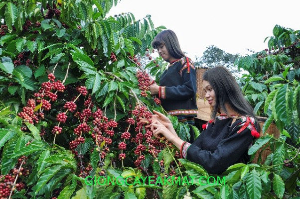 Kết nối chuỗi giá trị vùng kinh tế trọng điểm miền Trung và vùng Tây Nguyên vào thị trường EVFTA
