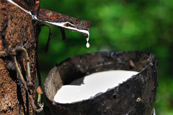 Nhiều hãng ô tô phục hồi sản xuất đẩy giá cao su tăng tại các thị trường châu Á