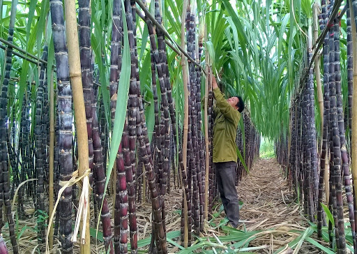 Mía Thanh Hóa, Hòa Bình “sống khỏe” nhờ phân bón Văn Điển