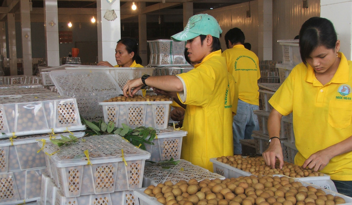 Tự tin đưa nhãn Hải Dương đến thị trường châu Âu, Australia, Singapore