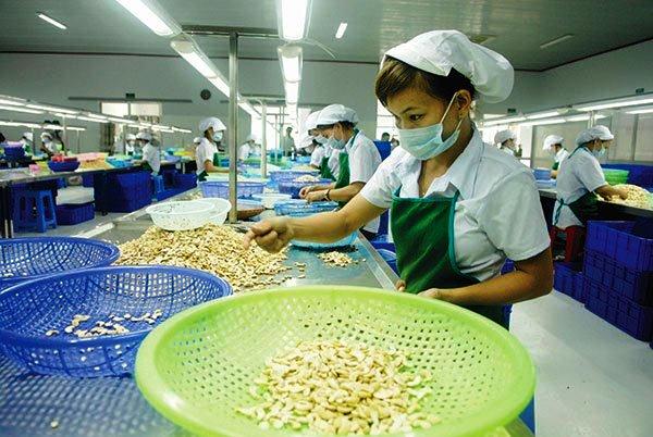 Xuất khẩu hạt điều trong quý III/2020 có khả năng sẽ giảm mạnh