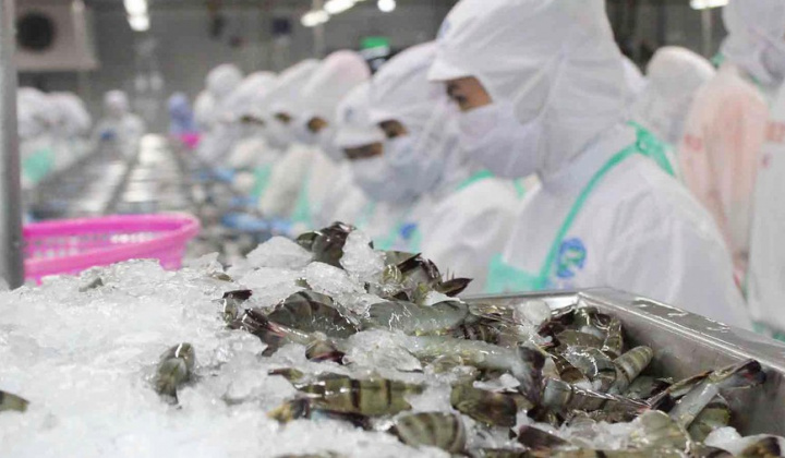 Xuất khẩu lô tôm đầu tiên sang EU theo Hiệp định EVFTA