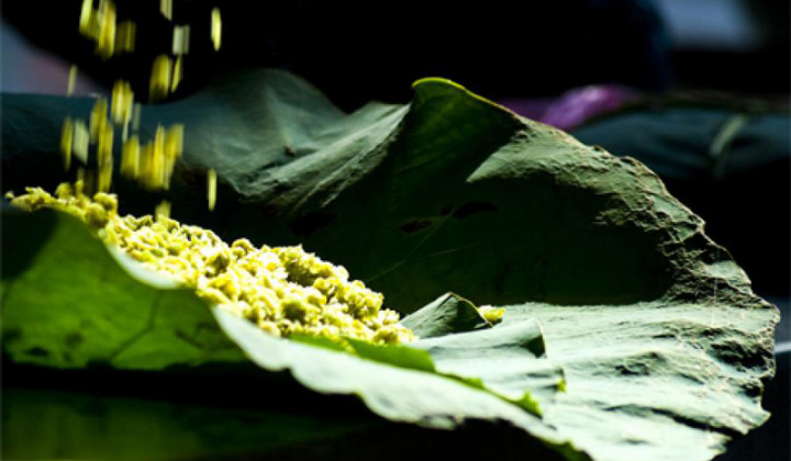 "Mùa cốm xanh về, thơm bàn tay nhỏ"…