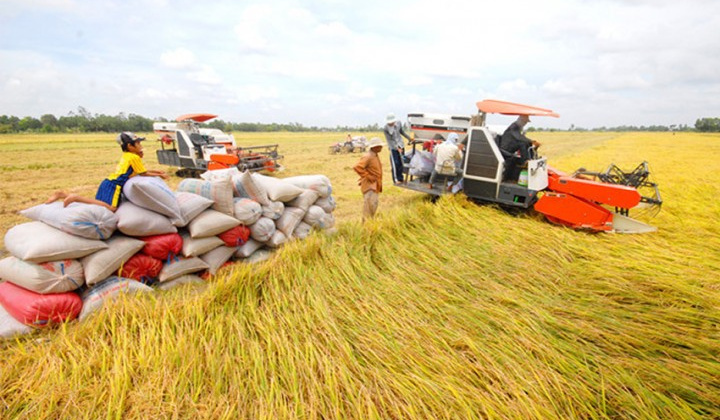 Giá gạo xuất khẩu cao nhất trong 9 năm qua