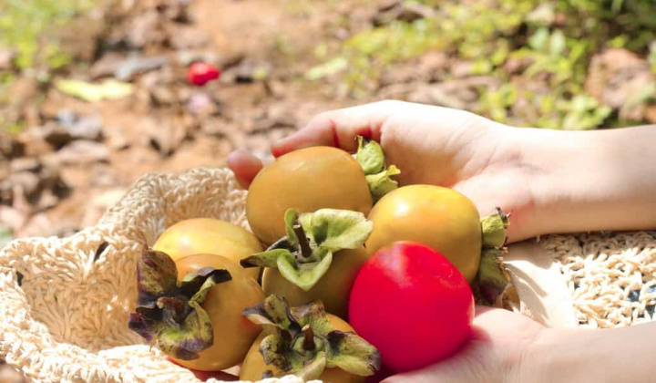 Đà Lạt mùa hồng chín