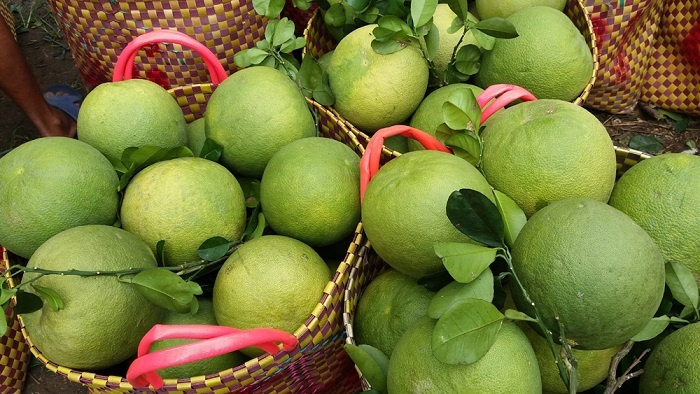 Nghiên cứu khả năng sử dụng màng bao ăn được trong chế biến giảm thiểu sản phẩm từ bưởi da xanh