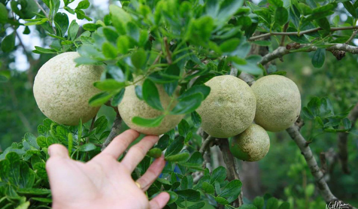 Khảo sát tính kháng oxy hóa và kháng khuẩn của cao chiết từ trái và lá cây quách (Limonia acidisima L.)