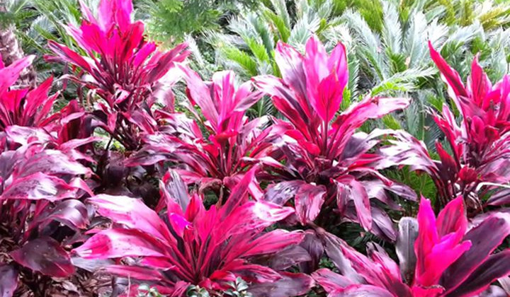 Đánh giá khả năng kháng khuẩn của hạt nano bạc được tổng hợp bằng phương pháp hóa học xanh sử dụng dịch chiết từ lá huyết dụ