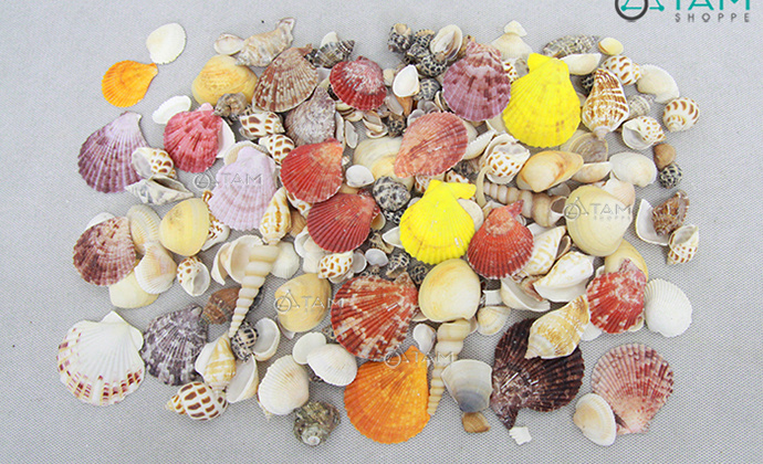 Nghiên cứu chế tạo hydroxy apatite từ vỏ sò và ứng dụng vào lĩnh vực xử lý môi trường